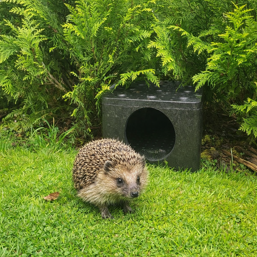 Czarny domek dla jeża